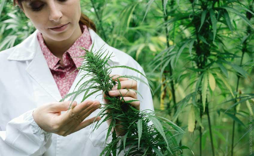 Hanf und Hanfprodukte – Das neue Superfood